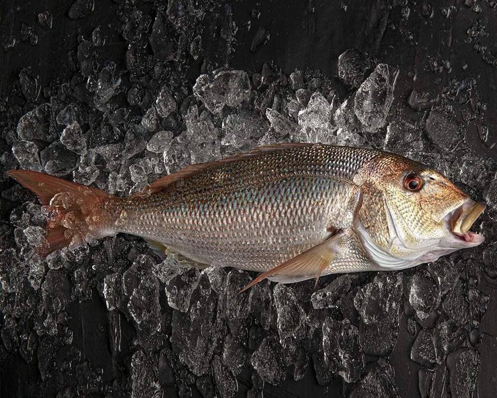 dentón pescado blanco como la dorada