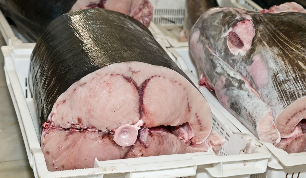 pescados con más mercurio