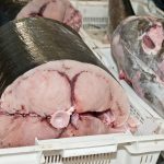 pescados con más mercurio