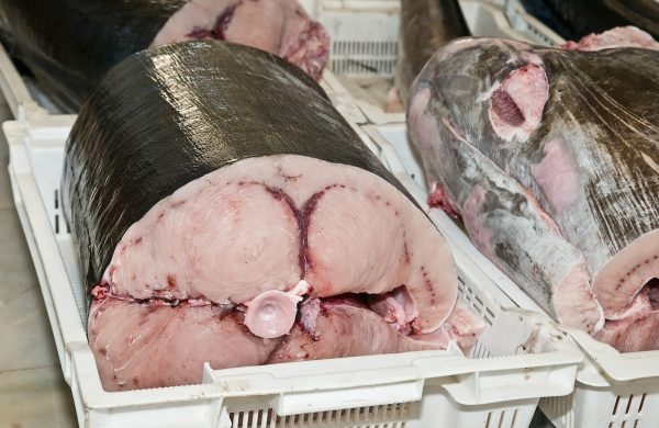 pescados con más mercurio