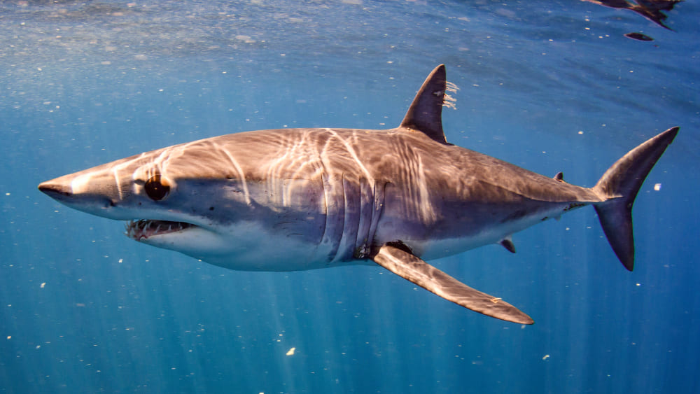 pez más rápido del mundo