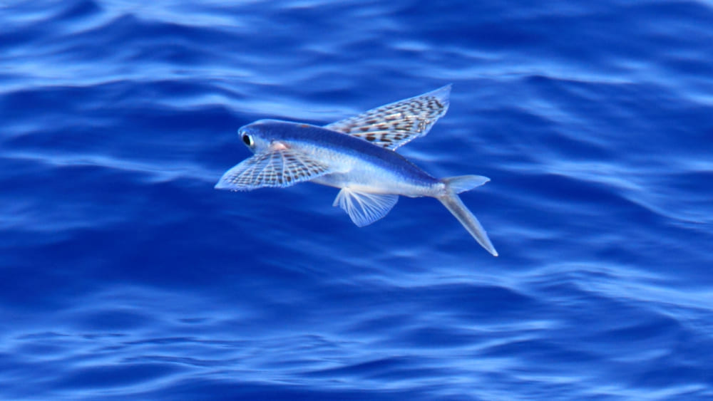 velocidad del pez volador