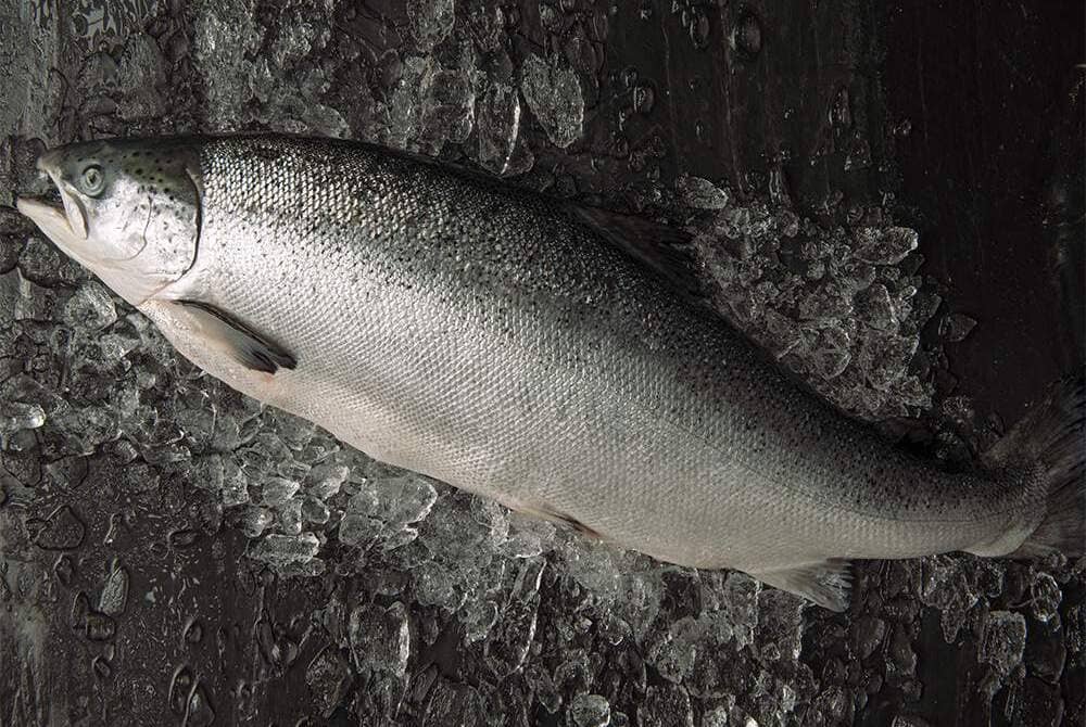 salmón fresco