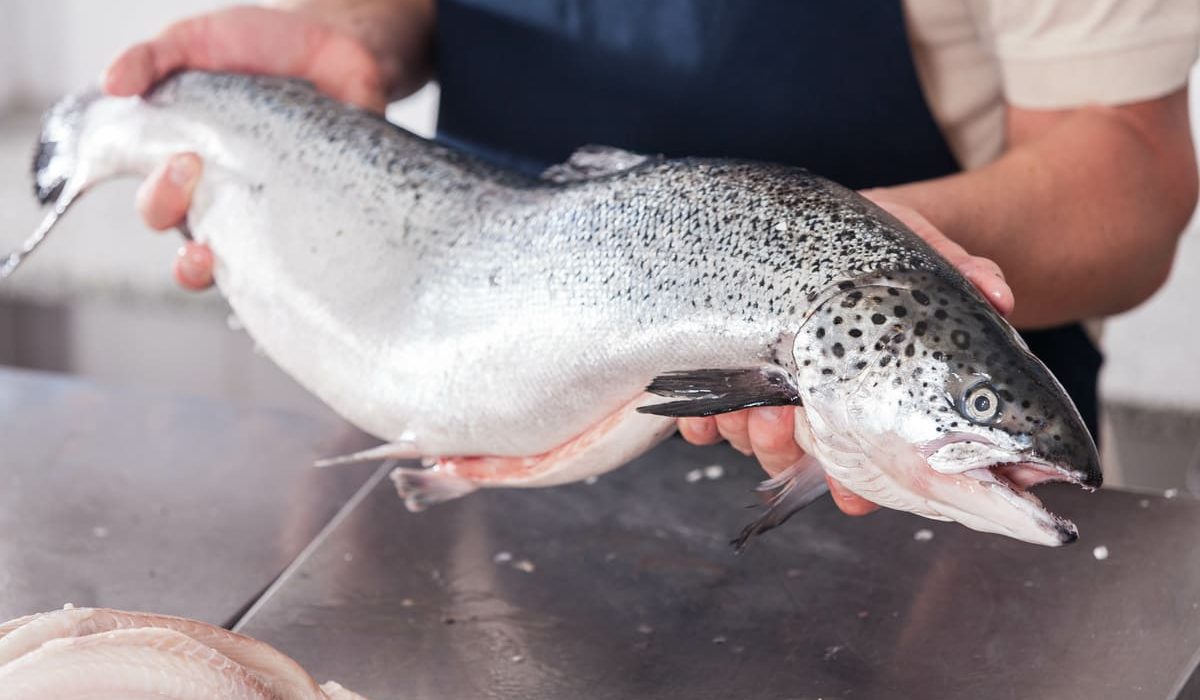 salmón es pescado azul