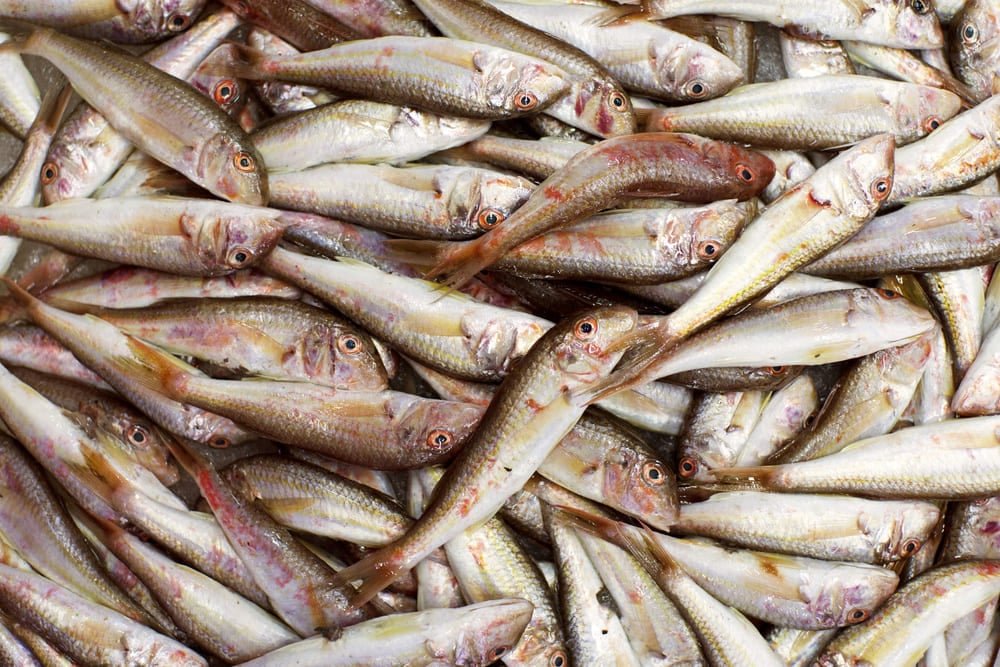 tipo de salmonete de fango