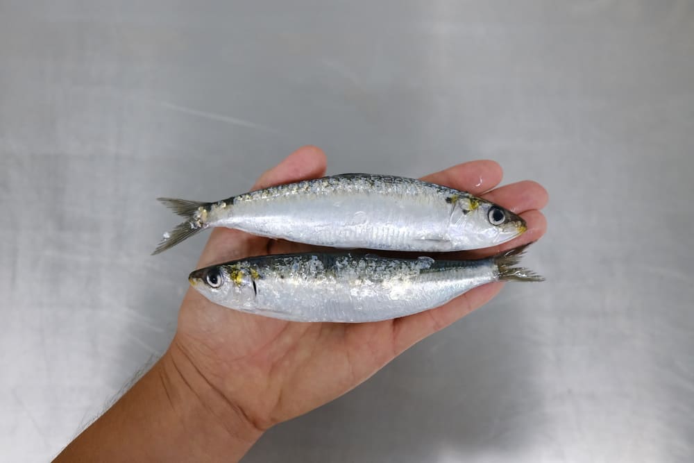 significado soñar con peces