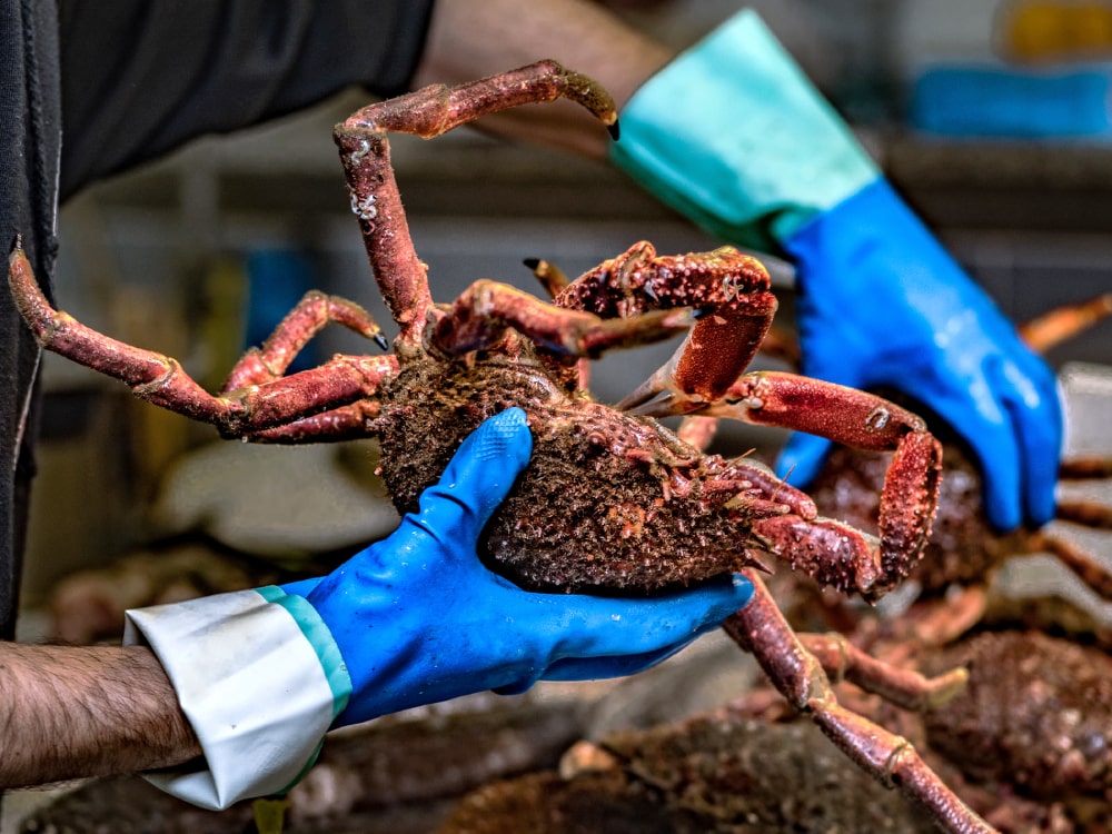 centollo fresco lonja