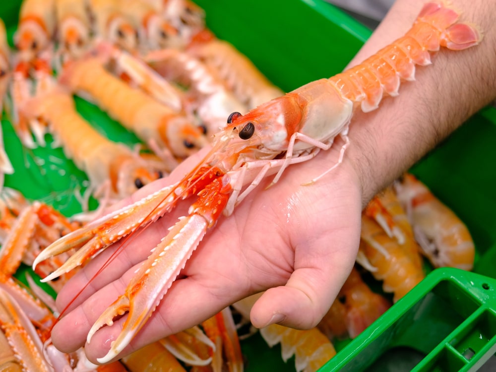 tipo de crustáceo cigala