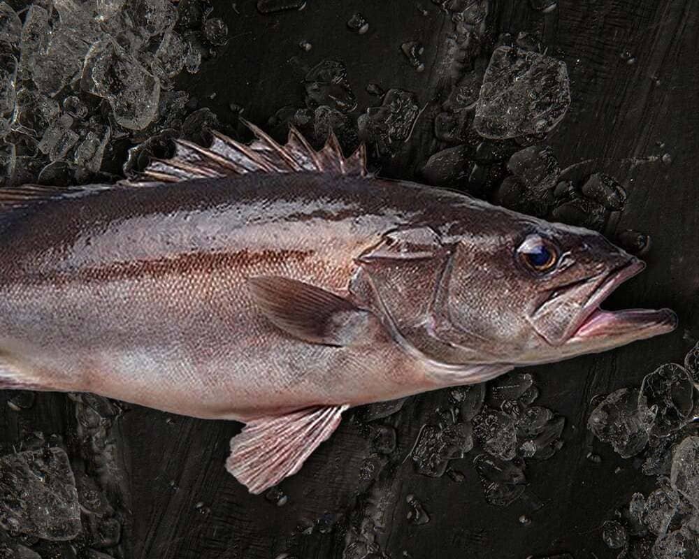 comparativa cherna y mero