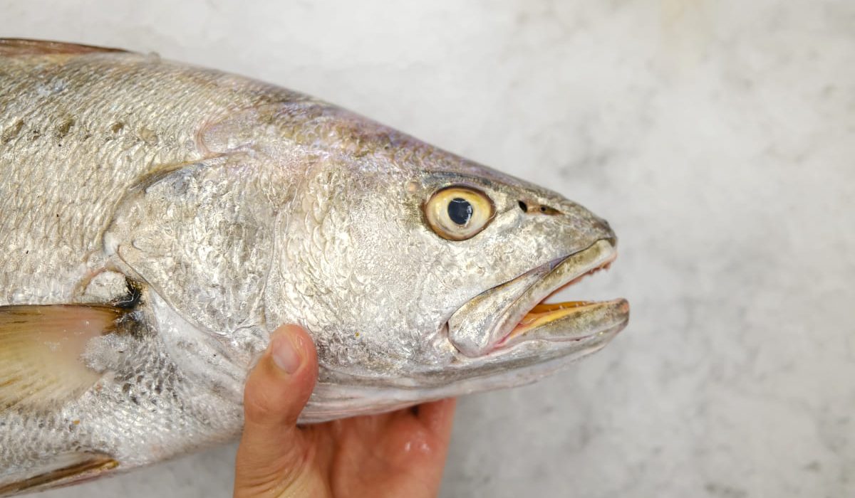 corvina pescado blanco