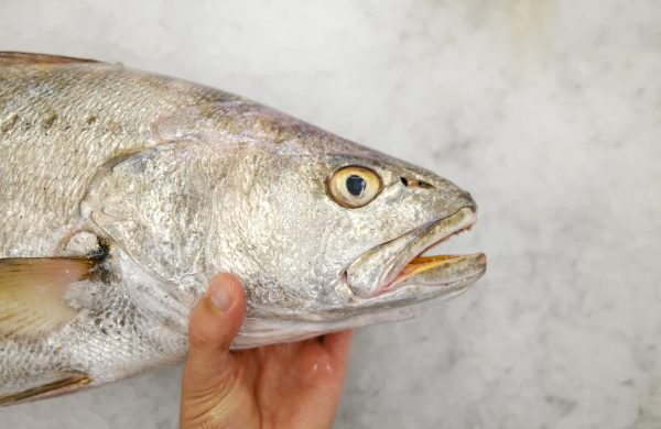 corvina pescado blanco