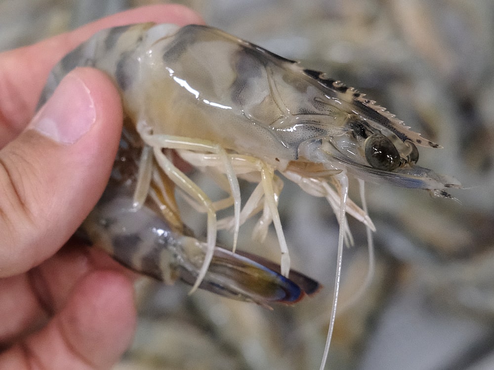 tipo de crustáceo langostino