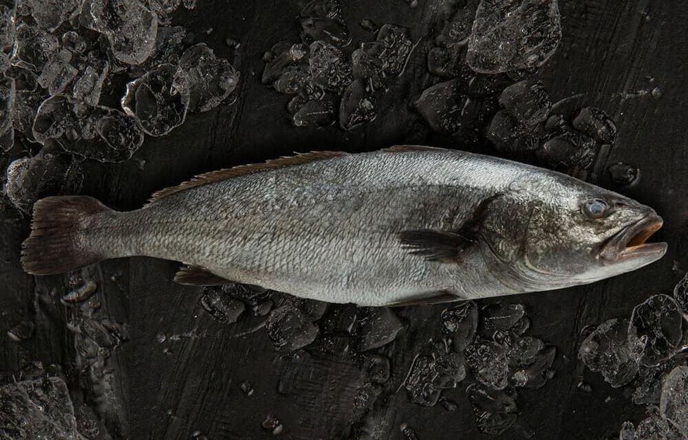 características corvina