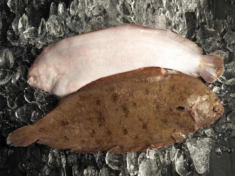 lenguado parecido rodaballo