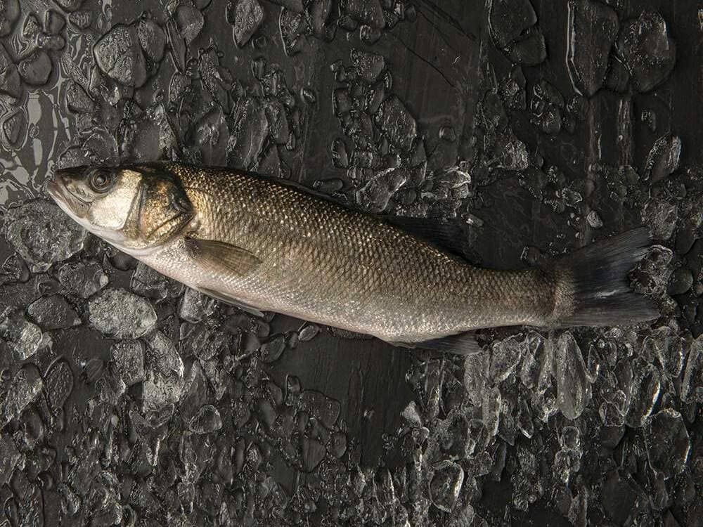 lubina es un pescado parecido al mero