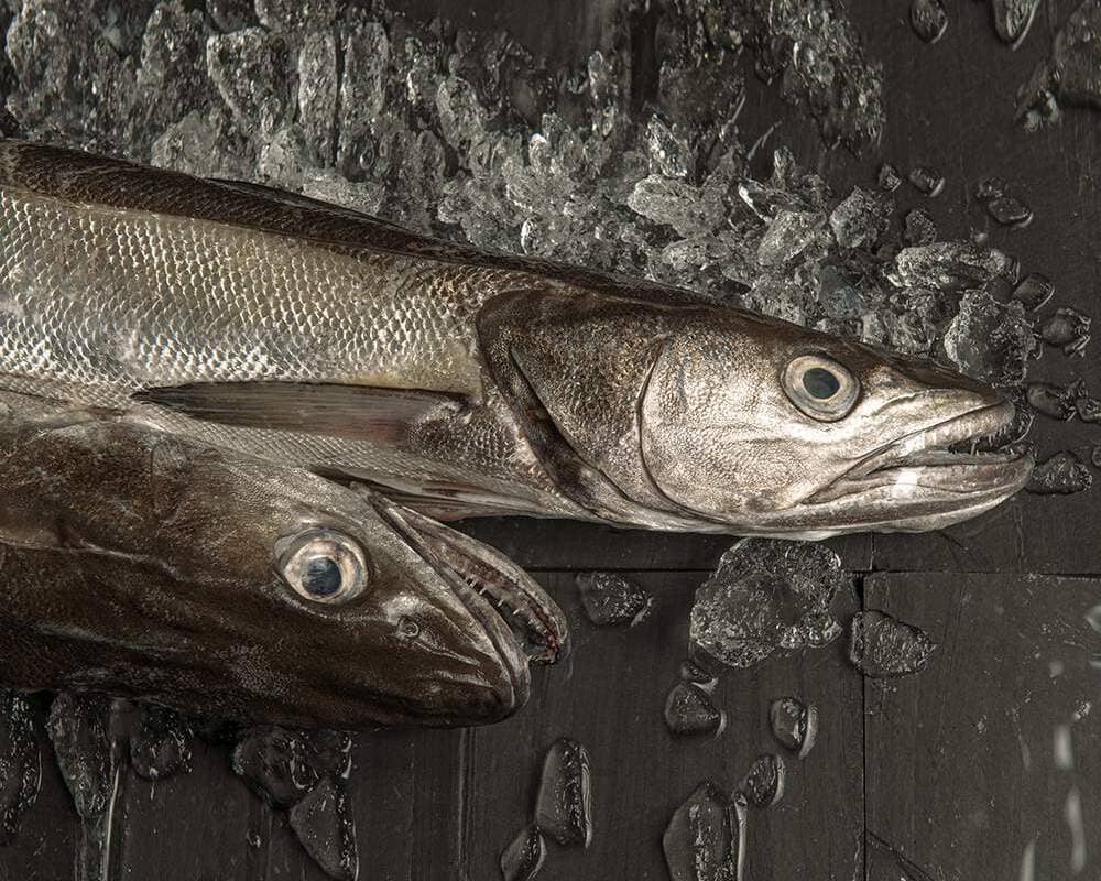 características de la merluza