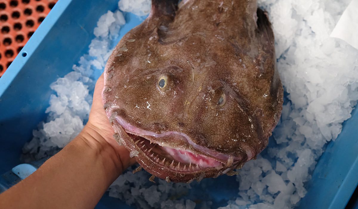 pescados parecidos al rape