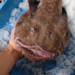 pescados parecidos al rape