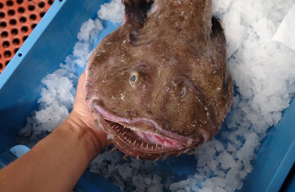 pescados parecidos al rape