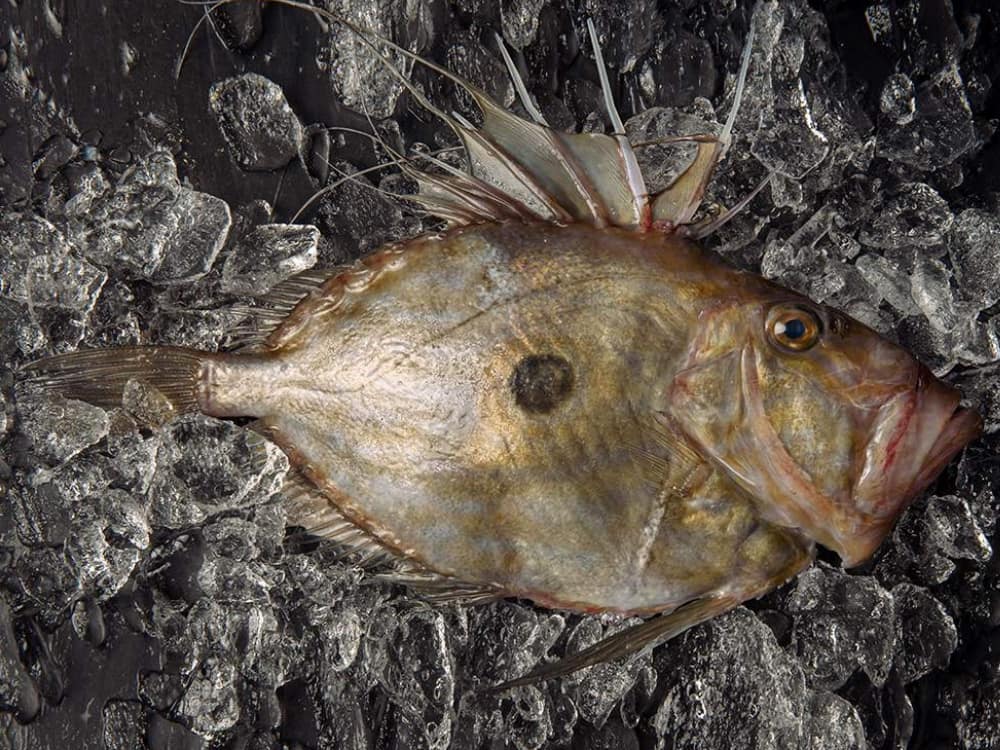 pez san pedro sustituto merluza