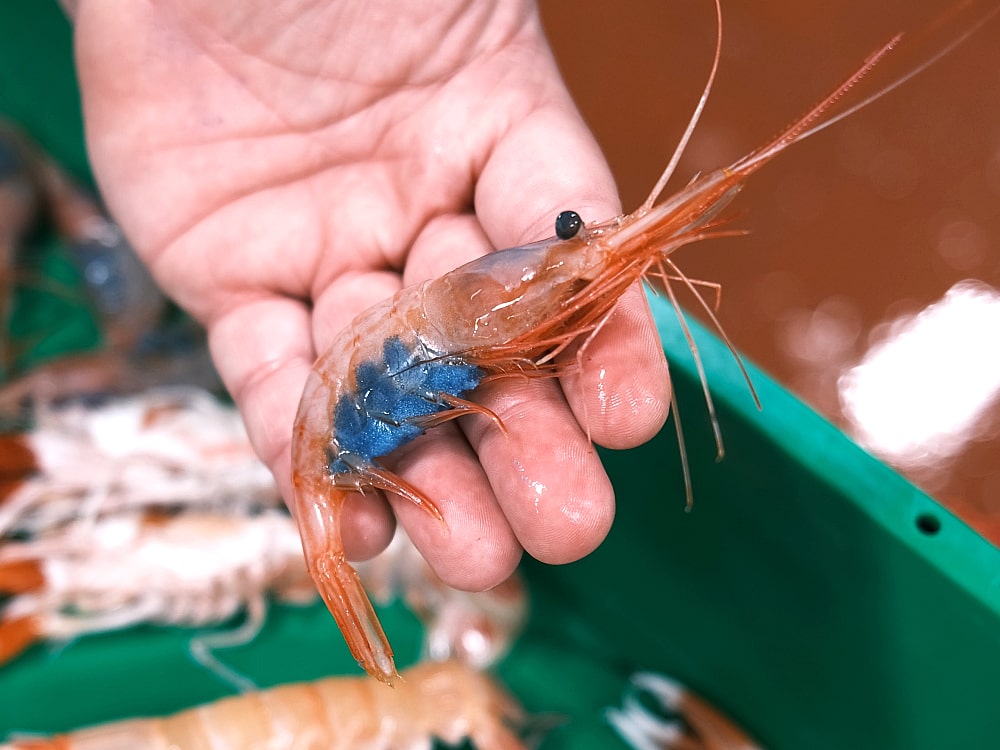 quisquilla fresca de lonja