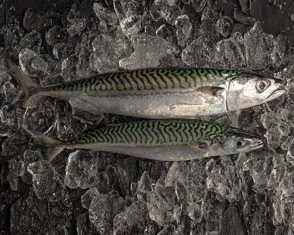 alternativa al salmón