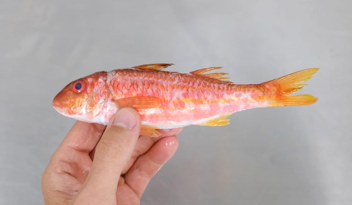 salmonete pescado blanco