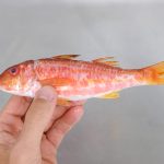 salmonete pescado blanco