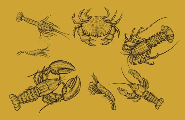 tipos de crustáceos