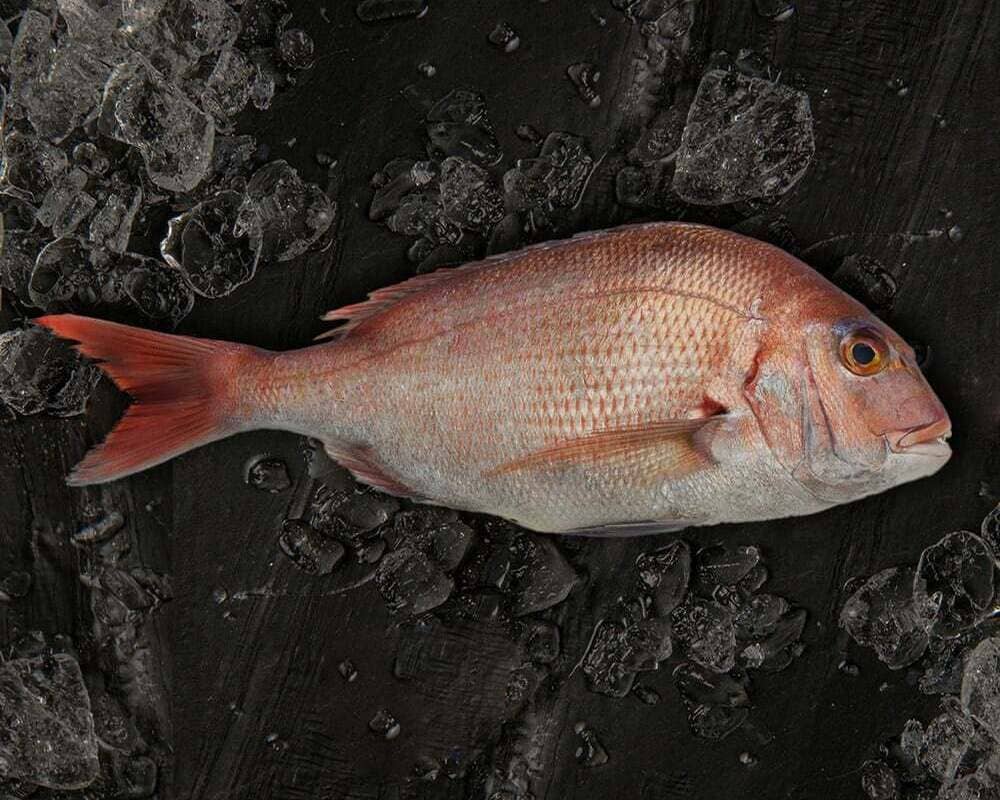 comparativa besugo y pargo