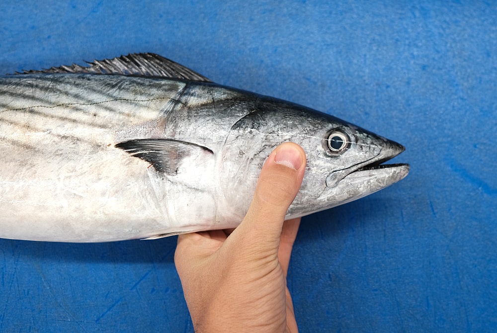 pescado con mucho Omega-3