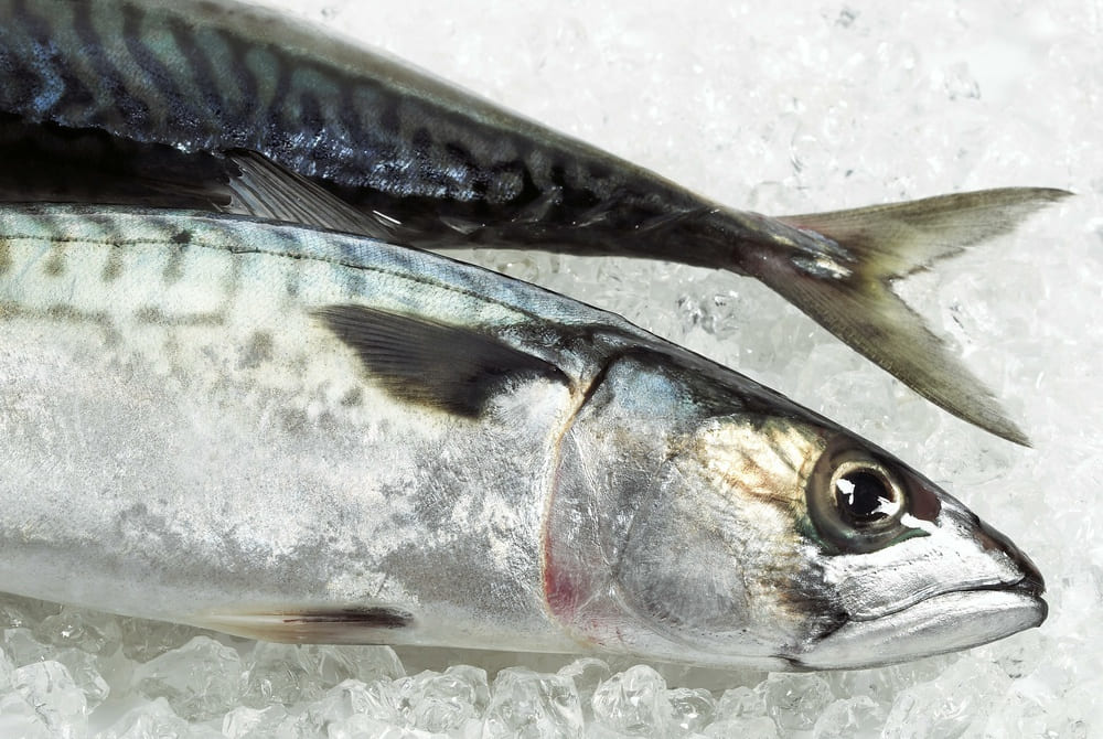 caballa alternativa al atún