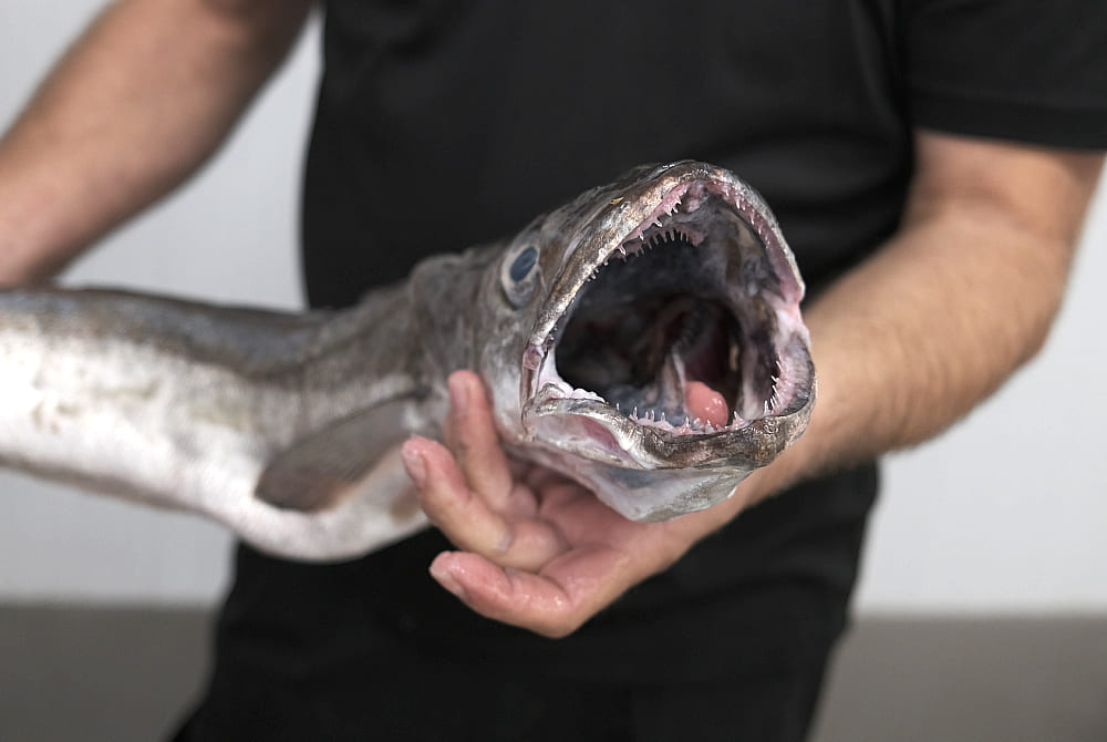 características de la merluza