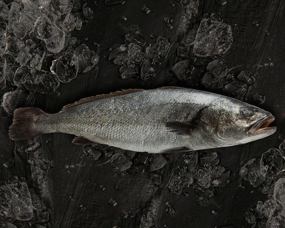 corvina parecida al besugo