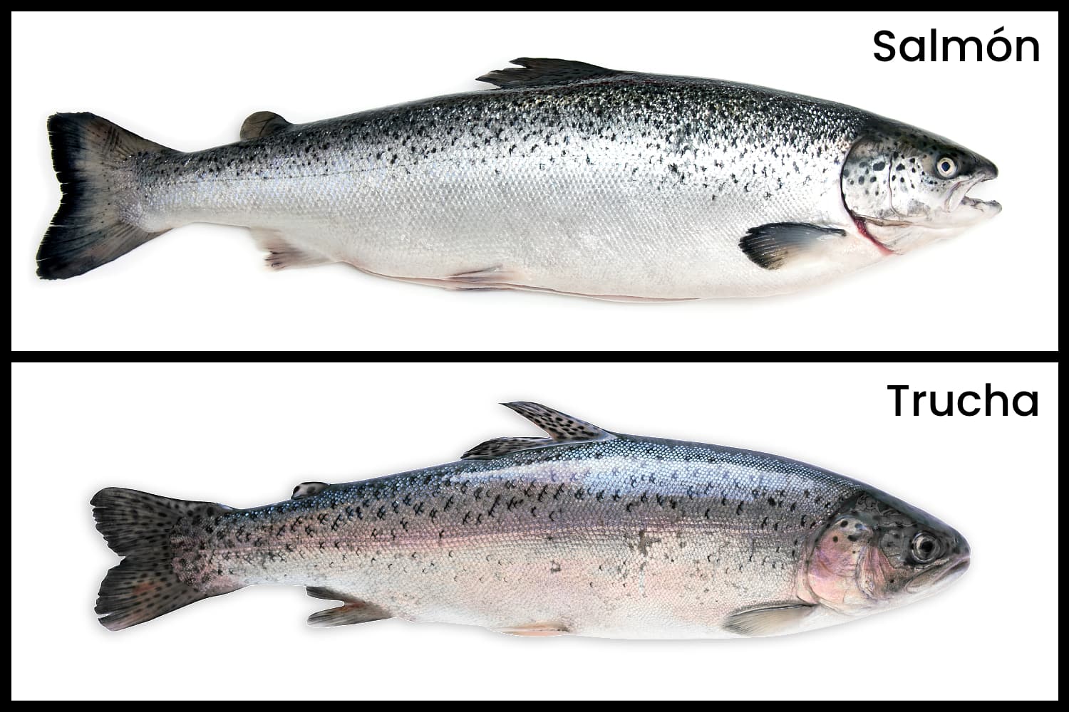 diferencias salmón trucha