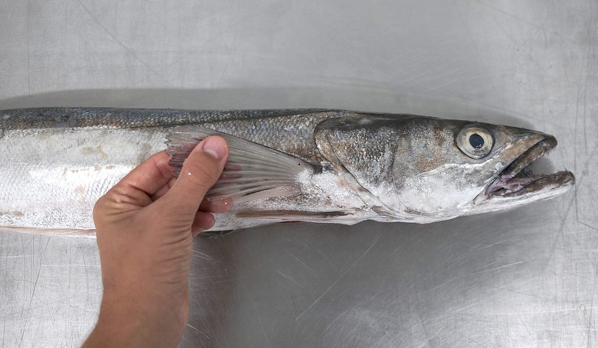 merluza pescado blanco