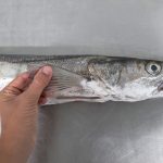 merluza pescado blanco