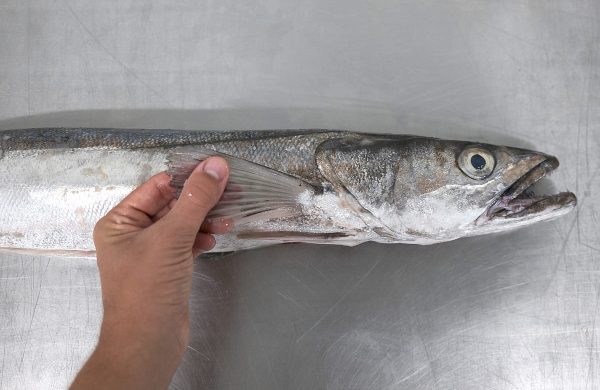merluza pescado blanco