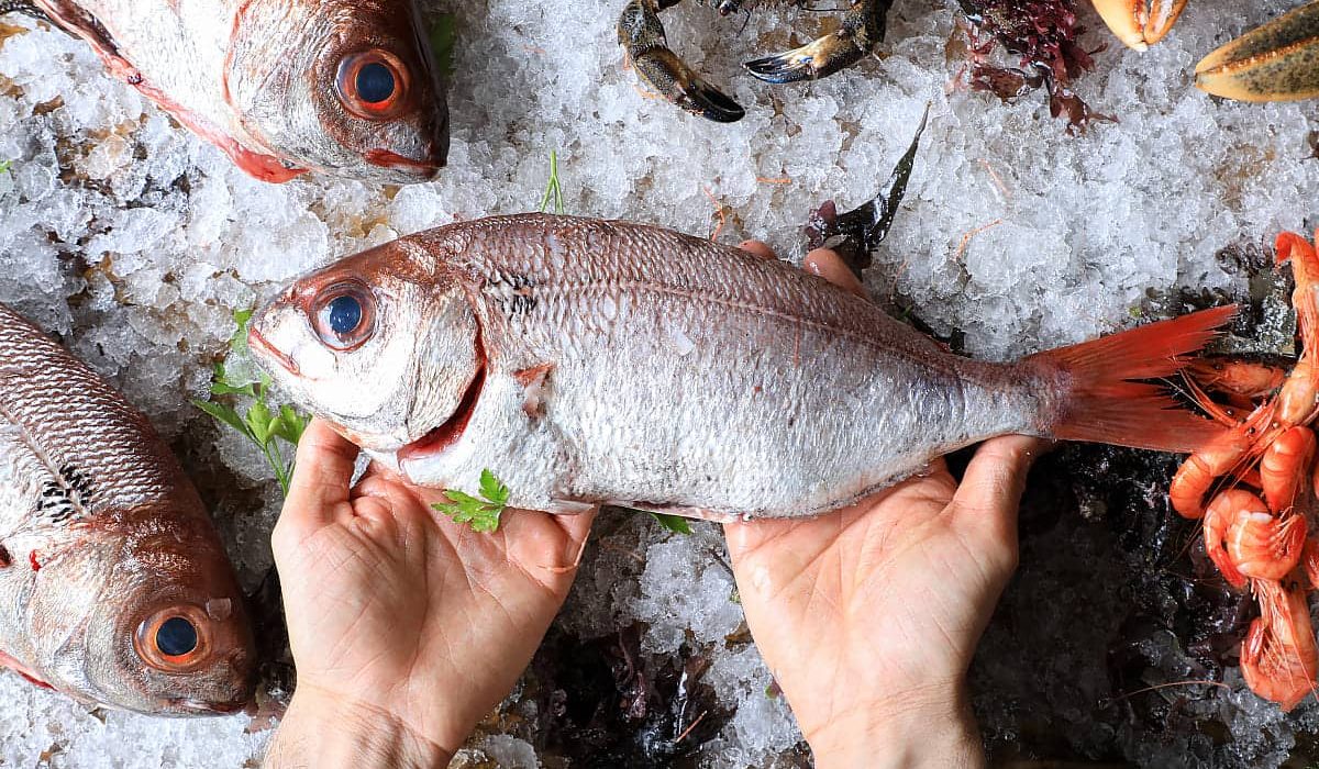 pescados parecidos al besugo