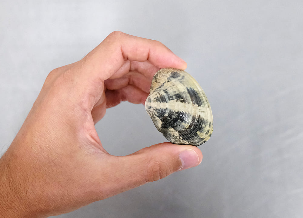 almejas para navidad