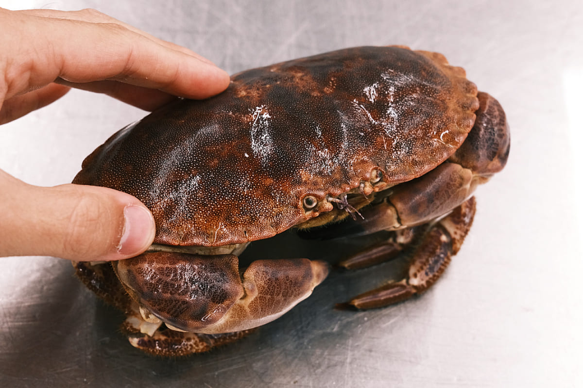 marisco típico de Navidad