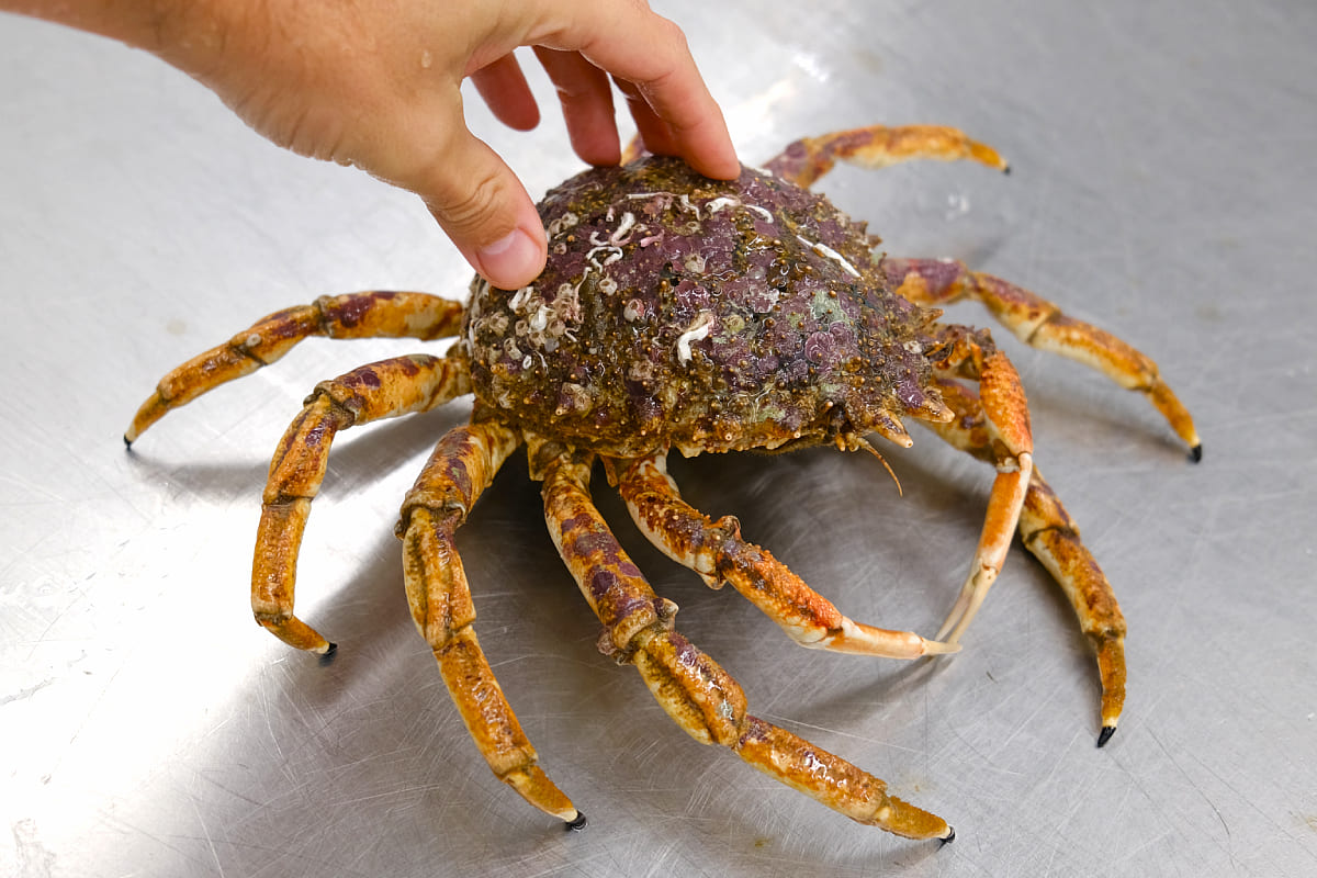 conservar marisco fresco