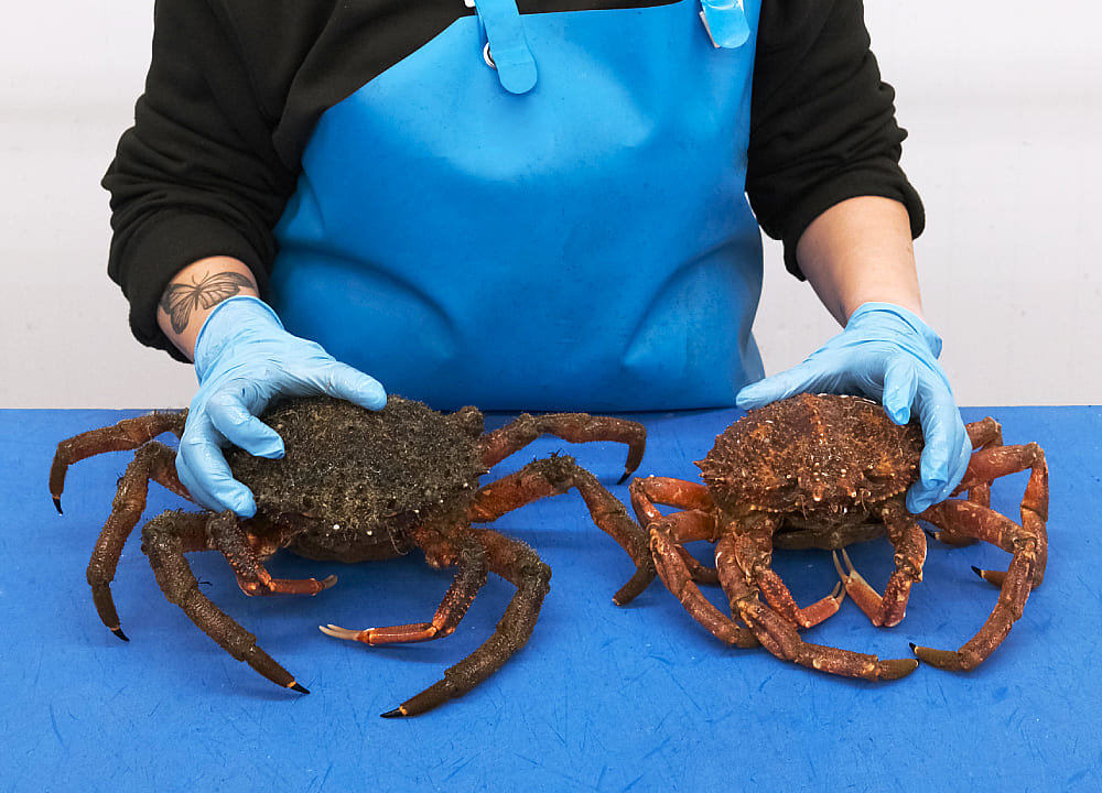 centollas para navidad