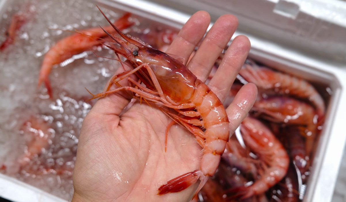 conservar marisco pescado