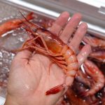 conservar marisco pescado