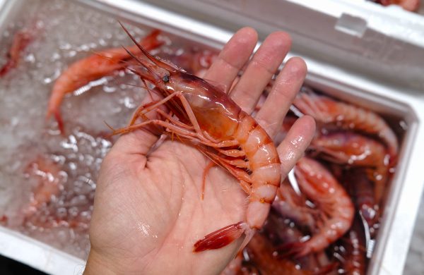 conservar marisco pescado