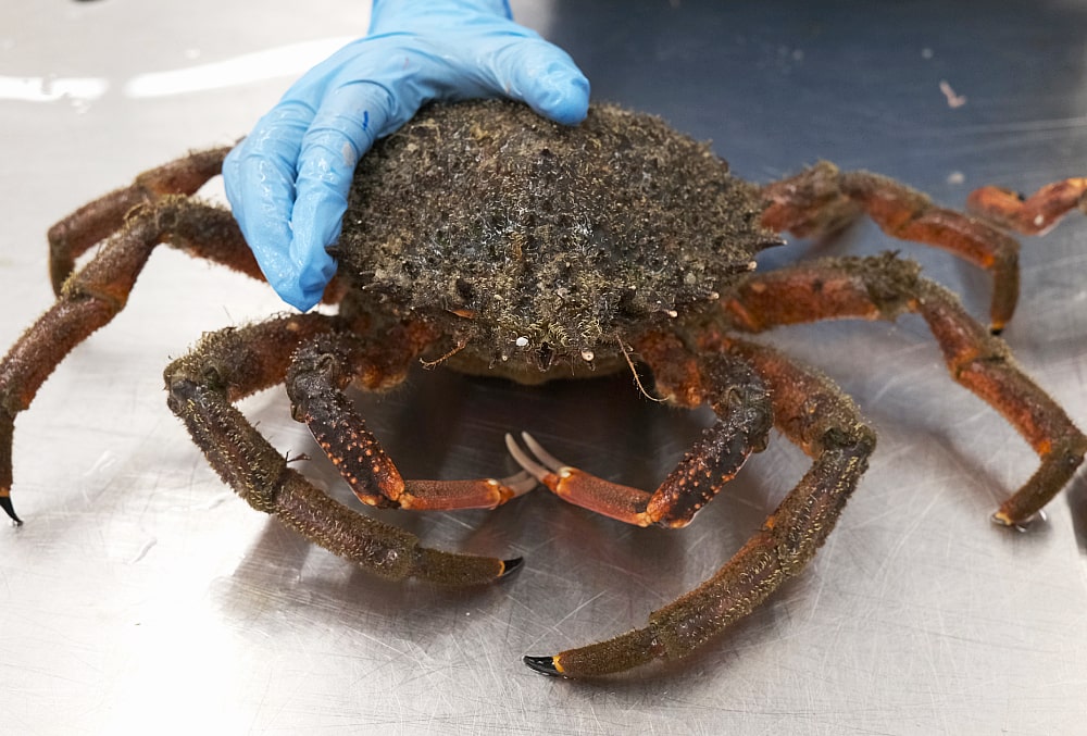 centolla origen gallego