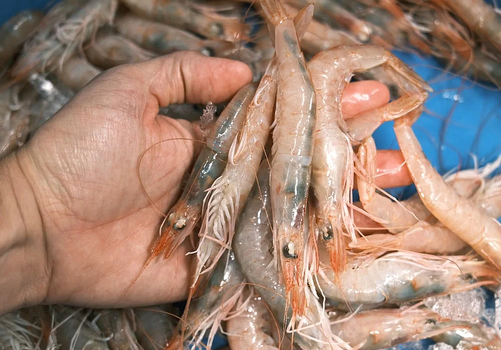 cocer gamba blanca cruda