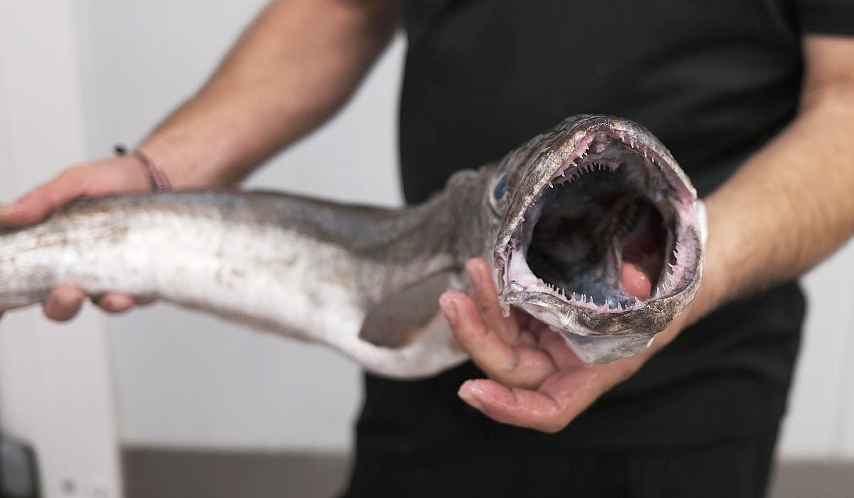 diferencias merluza pescadilla pijota