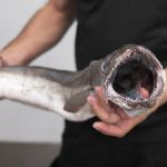 diferencias merluza pescadilla pijota